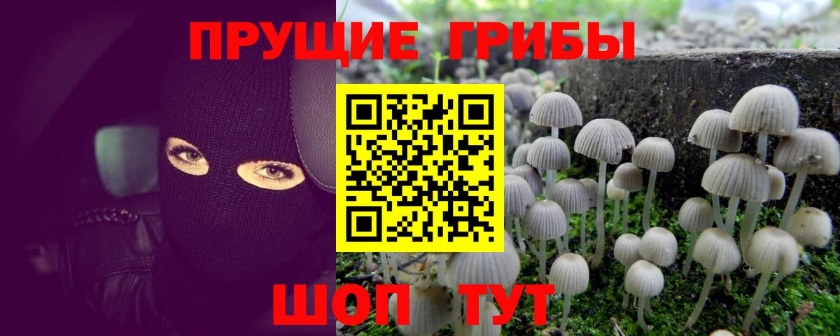 Галлюциногенные грибы GOLDEN TEACHER Выборг